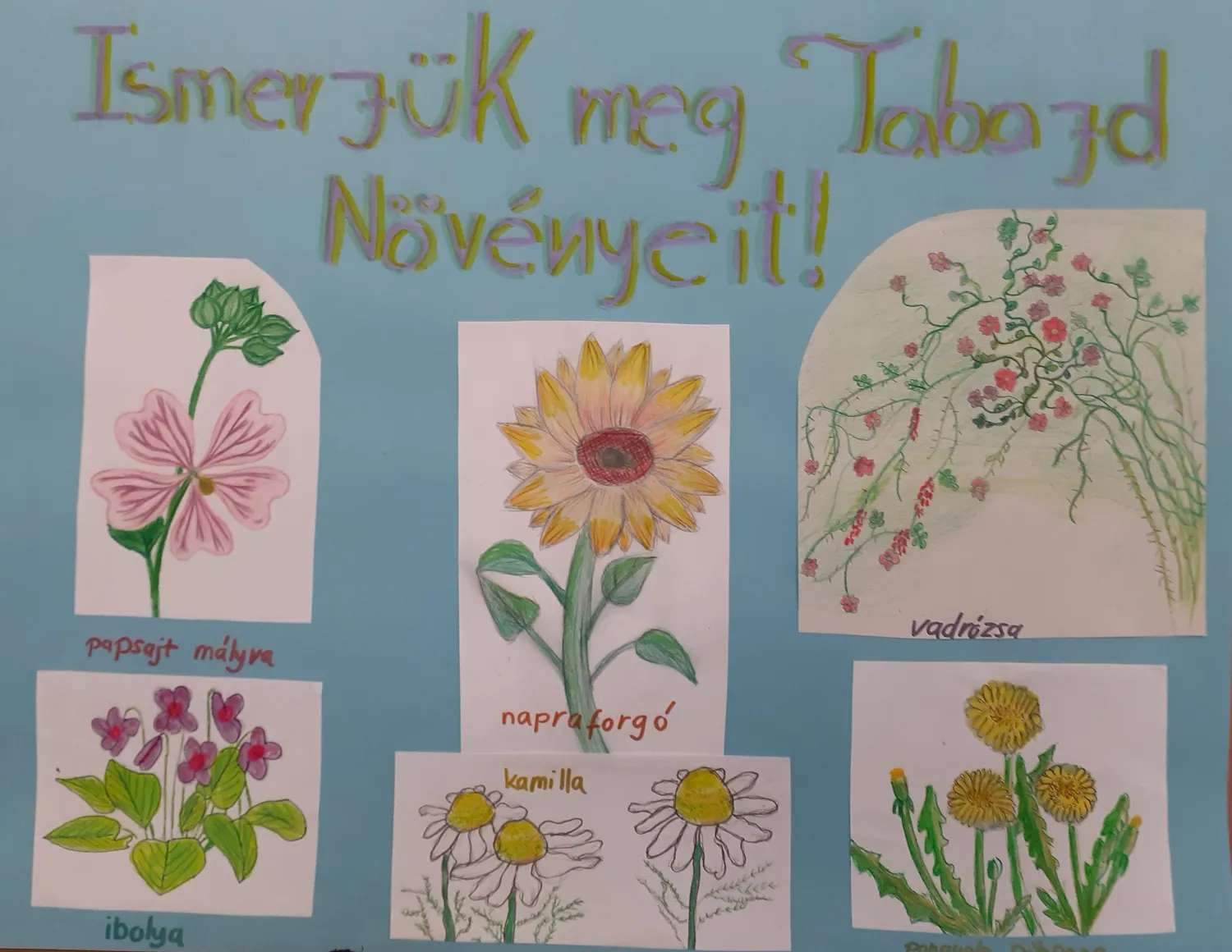Plakát