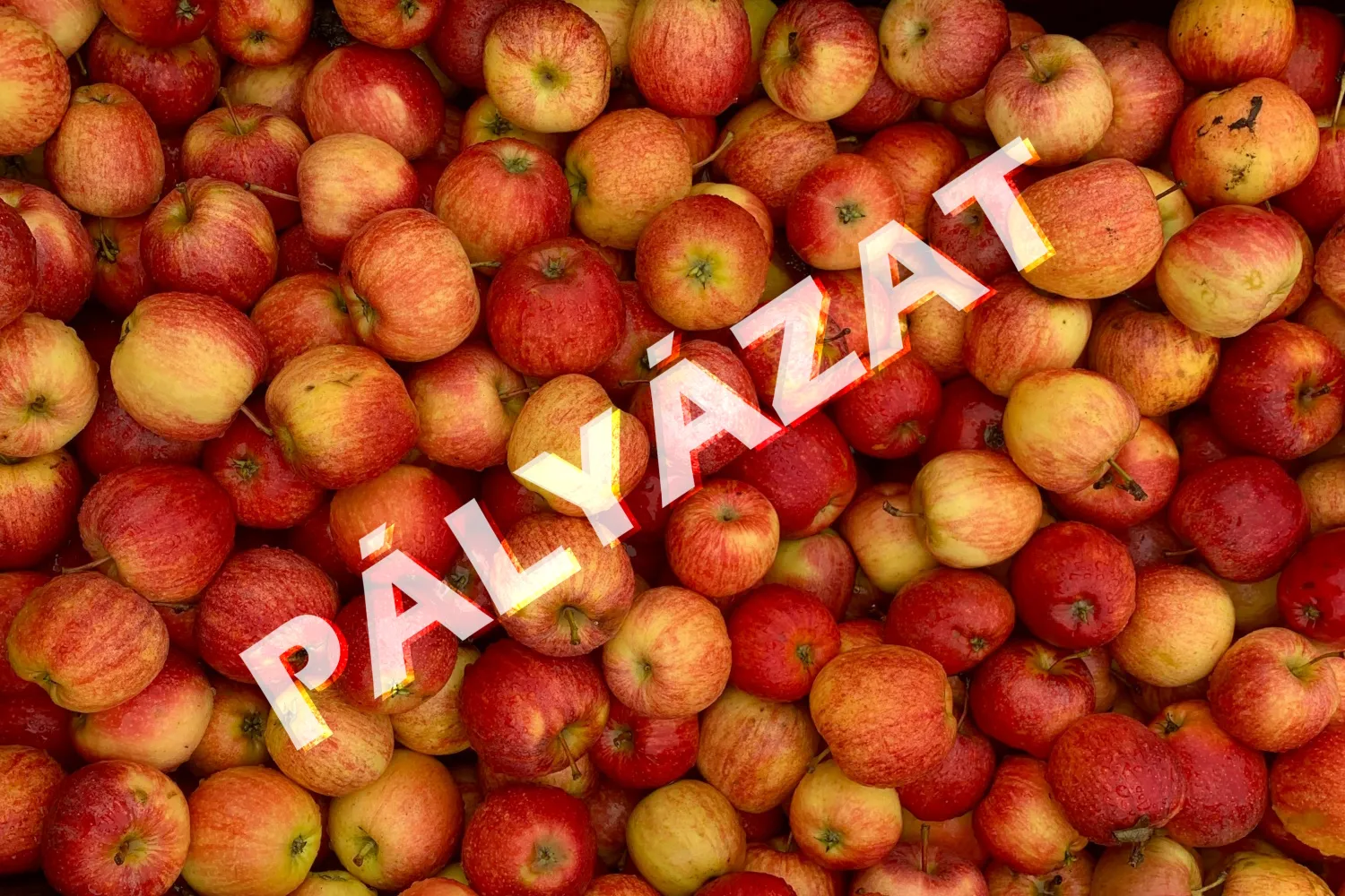 Iskolagyümölcs-pályázat